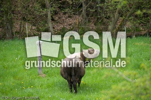 Hausrind (80 von 174).jpg